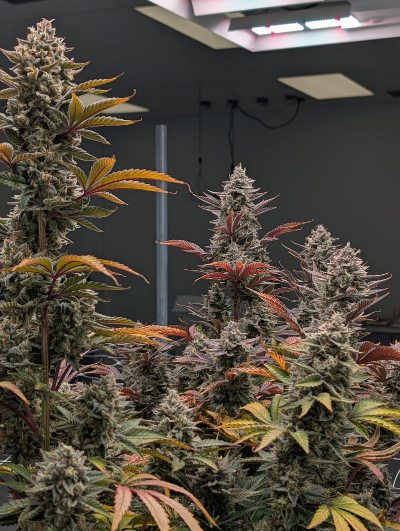 Hemp plants flowering indoors under grow lights